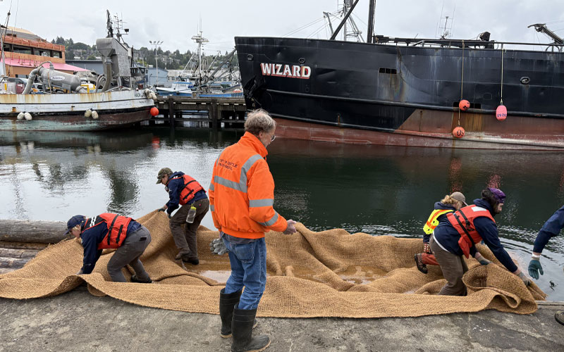 Several people work along a waterfront dock, spreading a large woven mat over shoreline logs. A vessel labeled “WIZARD” is moored nearby, with additional fishing and industrial boats in the background. The scene includes calm water, dock infrastructure, and various tools and gear used for the restoration activity.