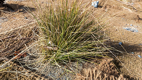 A small clump of green and brown grass growing in dry, sandy soil covered with erosion-control netting.