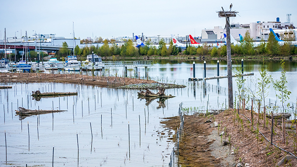 A wetland area with shallow water, logs, and new plantings, with boats and airplanes visible in the background near an industrial area.