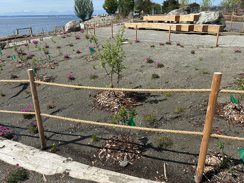 Newly planted shoreline area with small shrubs and flowers, surrounded by rope fencing, near a waterfront path and large rocks.