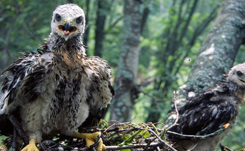 Two young Red-tailed Hawks in nest