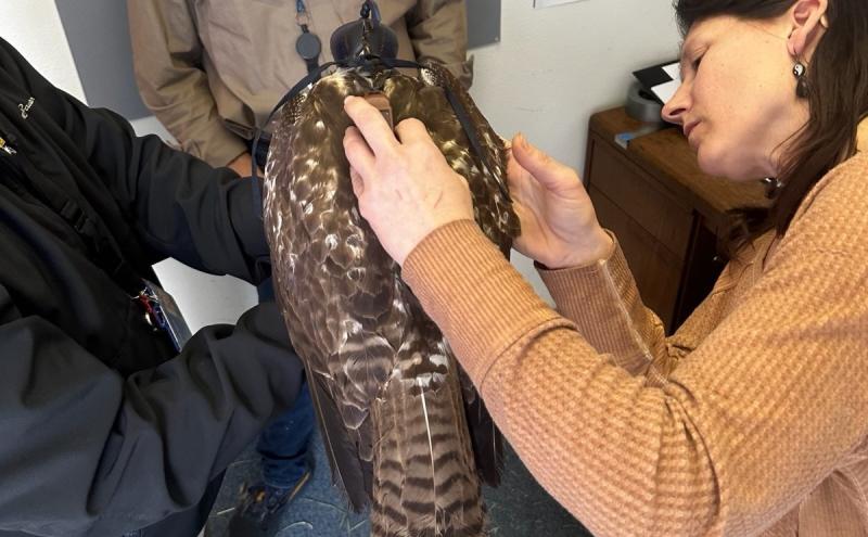 Wildlife Biologists outfitting Red-tailed Hawk with GSM-GPS backpack transmitter