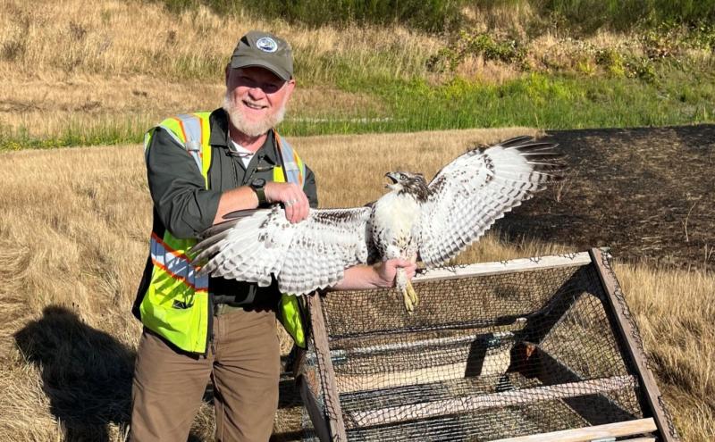 Wildlife Biologist Holding Red-tailed Hawk by Swedish Goshawk Trap
