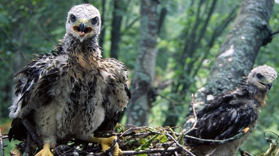 Two young Red-tailed Hawks in nest