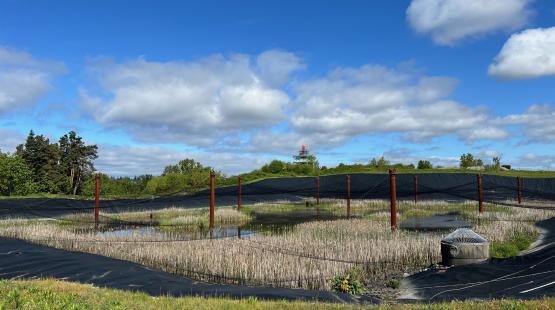 Airport Stormwater Retention Pond with Emergent Semi-aquatic Vegetation. 