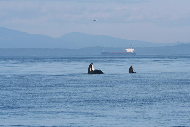 orca whales