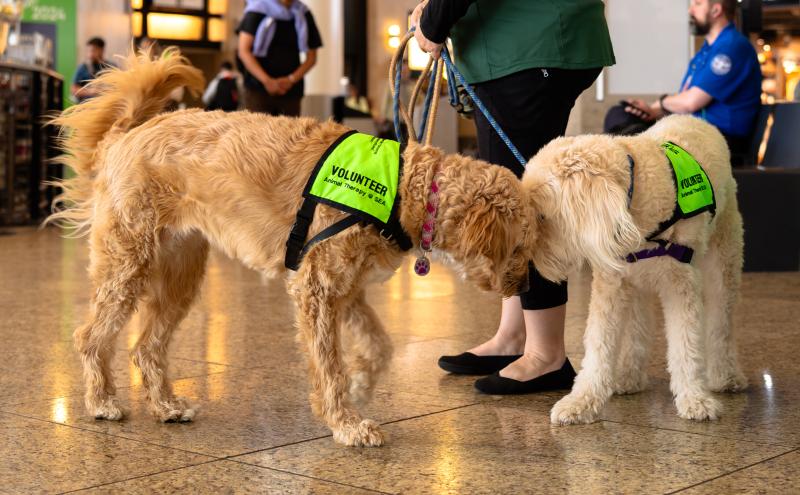 Two SEA Pups and a volunteer in central terminal 