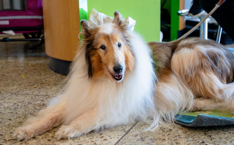 A happy puppy inside the terminal 