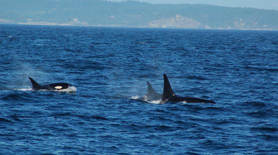 Five Fast Facts About Orcas 