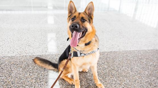 Starting From Scratch – New Canine Officer Learns the Ropes