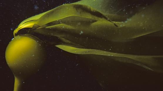 Six Stories about Seaweed