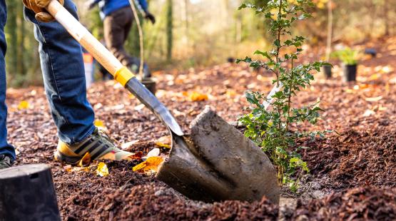 Addressing Your Questions on SEA Airport Land Stewardship Plan and Tree Replacement Standards