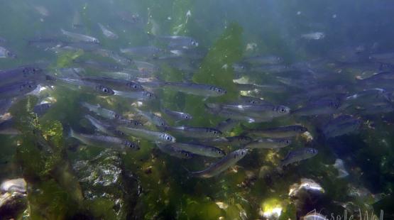 Helping Herring: Supporting Spawning in Elliott Bay    