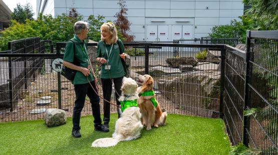 Traveling with Pets and Service Animals