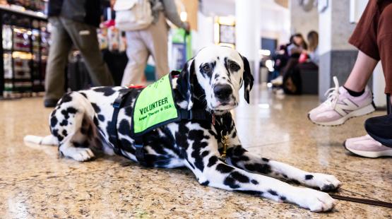 Spotting Smiles: Meet Tuck, SEA’s Dalmatian Therapy Dog