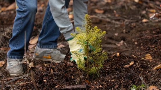 Growing a Greener Future at SEA: Tree Replacement Standards in Action