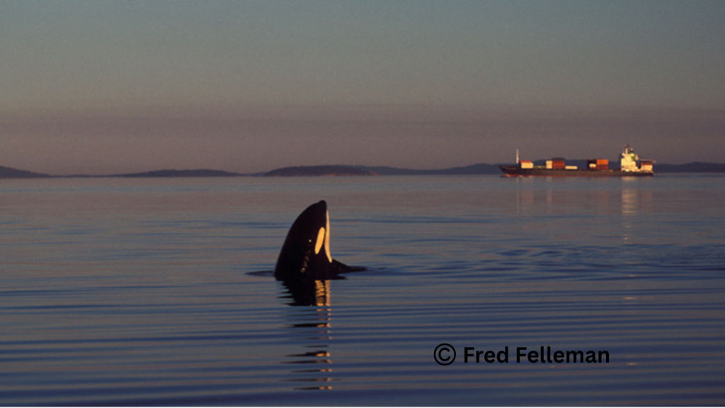 A killer whale with a container ship behind it